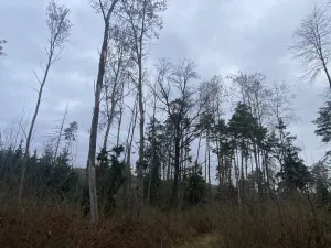 Prodej lesa, Blížejov - Lštění, 4481 m2