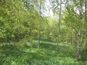 Dražba louky, Líšný, 1958 m2