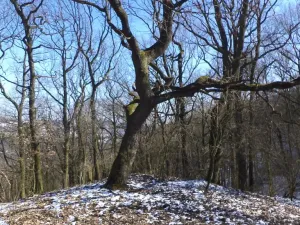 Prodej pozemku, Ústí nad Labem, 7064 m2
