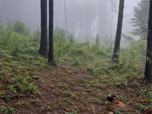 Prodej lesa, Nový Rychnov, 5967 m2