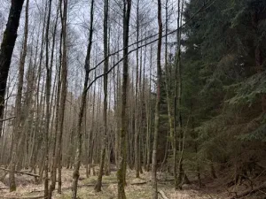 Prodej lesa, Mrákov, 34704 m2