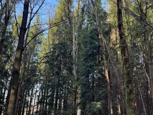 Prodej lesa, Liberec, 14111 m2