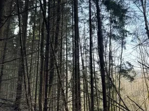 Prodej lesa, Liberec, 14111 m2
