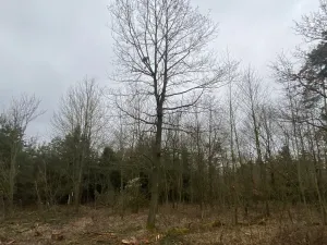 Prodej lesa, Blížejov - Lštění, 6627 m2