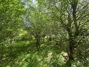 Prodej lesa, Šarovy, 11619 m2