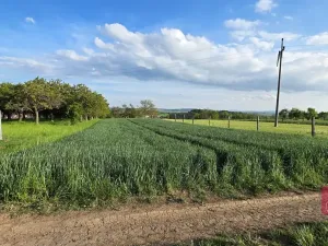 Prodej pole, Tvarožná, 1232 m2