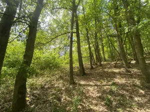 Prodej lesa, Silůvky, 1739 m2