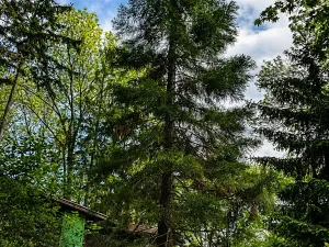 Prodej chaty, Koštice, 28 m2