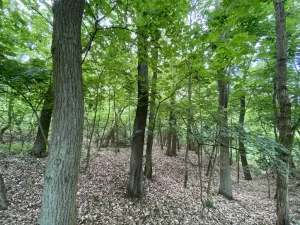 Prodej lesa, Silůvky, 697 m2