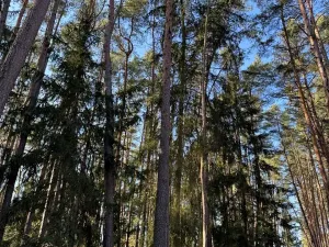 Prodej lesa, Slabčice, 4317 m2