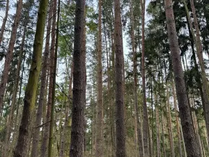 Prodej lesa, Chrášťany, 3640 m2