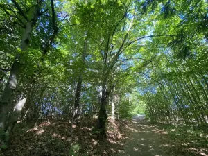 Prodej lesa, Svébohov, 239 m2