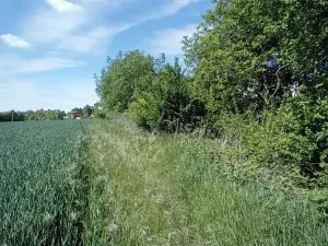 Dražba pole, Přišimasy, 11854 m2