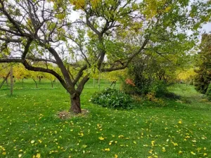 Prodej zahrady, Nový Šaldorf-Sedlešovice - Nový Šaldorf, 898 m2