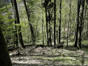 Prodej lesa, Dobřany, 12043 m2