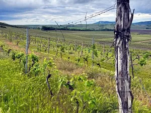 Prodej sadu/vinice, Novosedly, 5537 m2