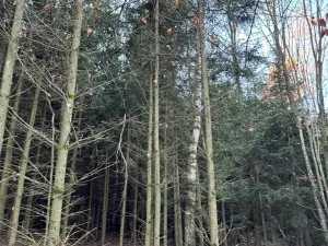 Prodej lesa, Poleň, 7982 m2