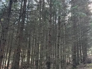 Prodej lesa, Poleň, 7982 m2