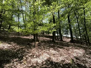 Prodej lesa, Lesnice, 1410 m2