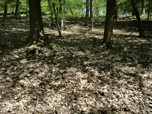 Prodej lesa, Lesnice, 1410 m2