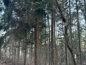 Prodej lesa, Zděchov, 5729 m2