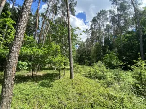 Prodej lesa, Slabčice - Nemějice, 1004 m2