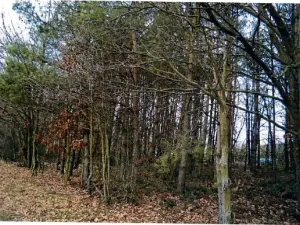 Prodej lesa, Vyšehněvice, 3530 m2