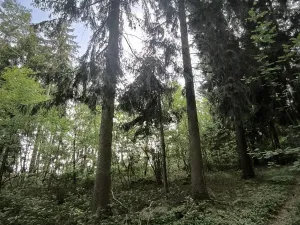 Prodej lesa, Myslív, 5003 m2