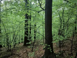 Prodej lesa, Bernartice, 23360 m2