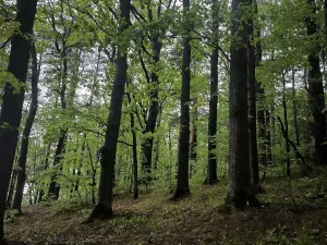 Prodej lesa, Bernartice, 23360 m2
