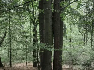 Prodej lesa, Liberec, 10902 m2
