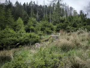 Prodej podílu lesa, Kamberk, 1844 m2