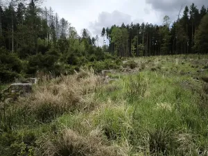 Prodej podílu lesa, Kamberk, 1844 m2