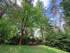 Prodej chaty, Borová, 53 m2