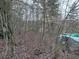 Prodej lesa, Kožlí, 278 m2