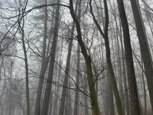Prodej podílu lesa, Dolany, 2292 m2