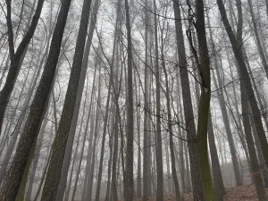 Prodej podílu lesa, Dolany, 2292 m2