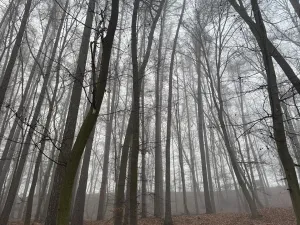 Prodej podílu lesa, Dolany, 2292 m2