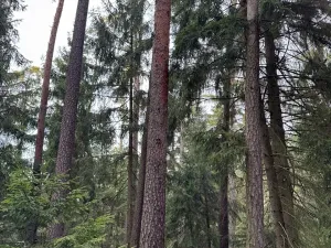 Prodej lesa, Všemyslice, 12022 m2