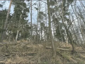 Prodej lesa, Křoví, 1060 m2