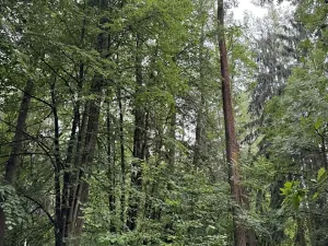 Prodej podílu lesa, Březina, 7250 m2