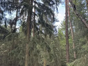 Prodej lesa, Hradiště, 4597 m2