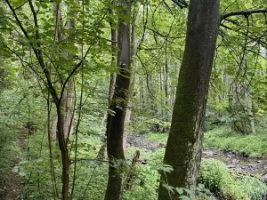 Prodej lesa, Běstvina, 1370 m2