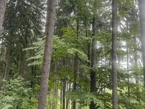 Prodej podílu lesa, Velké Hamry, 1819 m2