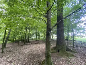 Prodej lesa, Olbramice, 2070 m2