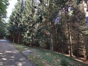 Prodej lesa, Hartinkov, 8121 m2