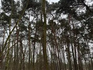 Prodej podílu lesa, Černěves, 2638 m2