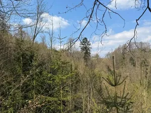 Prodej podílu lesa, Železný Brod, 11060 m2