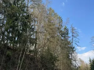 Prodej podílu lesa, Železný Brod, 11060 m2