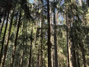 Prodej lesa, Jestřebí, 24490 m2